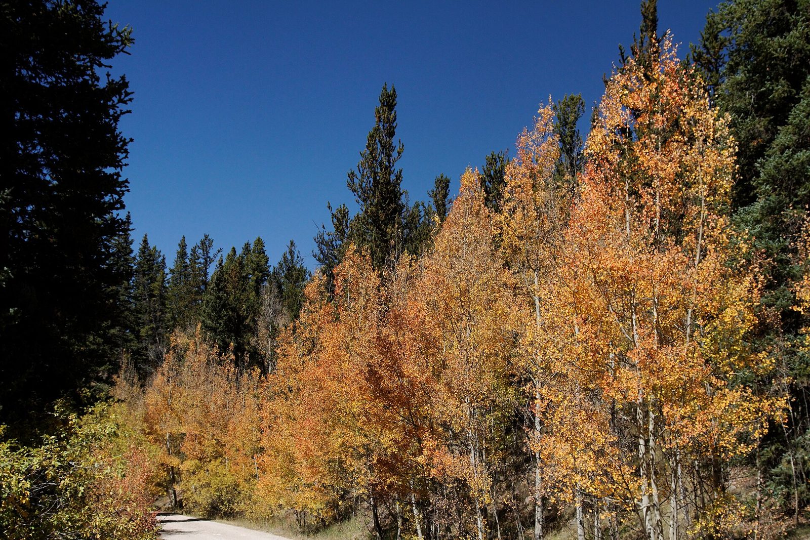 A gravel road through gold aspens on Weston Pass