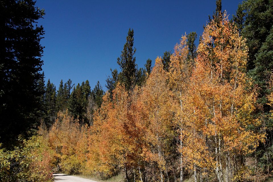 Orange and gold aspens beside a dirt road under a deep blue sky
